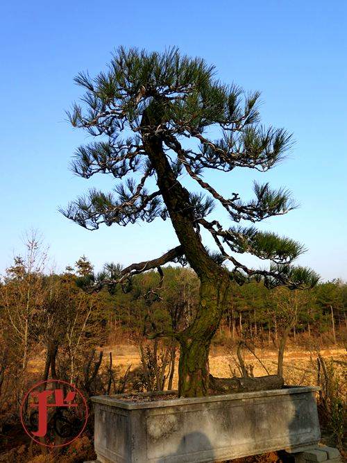 做盆景的园艺师都有些深居简出的匠人风采