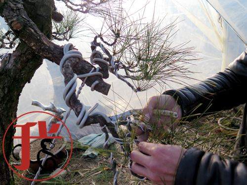 做盆景的园艺师都有些深居简出的匠人风采