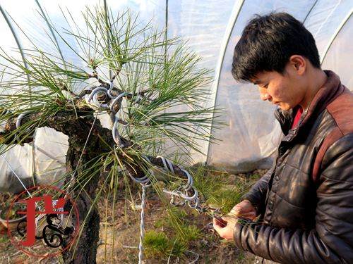 做盆景的园艺师都有些深居简出的匠人风采