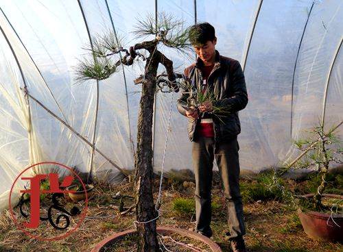 做盆景的园艺师都有些深居简出的匠人风采