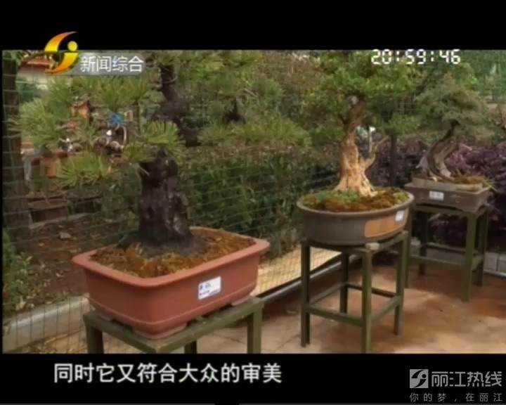 “天价”盆景