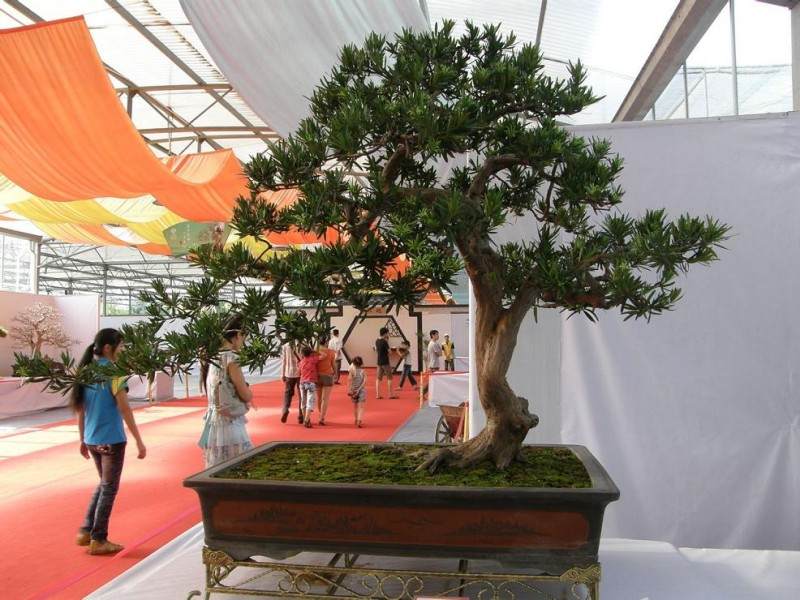 私人老板买走36万元的天价盆景