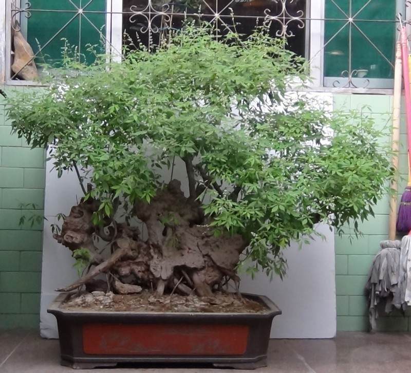 济南一古侧柏松树盆景打出了100万元的天价