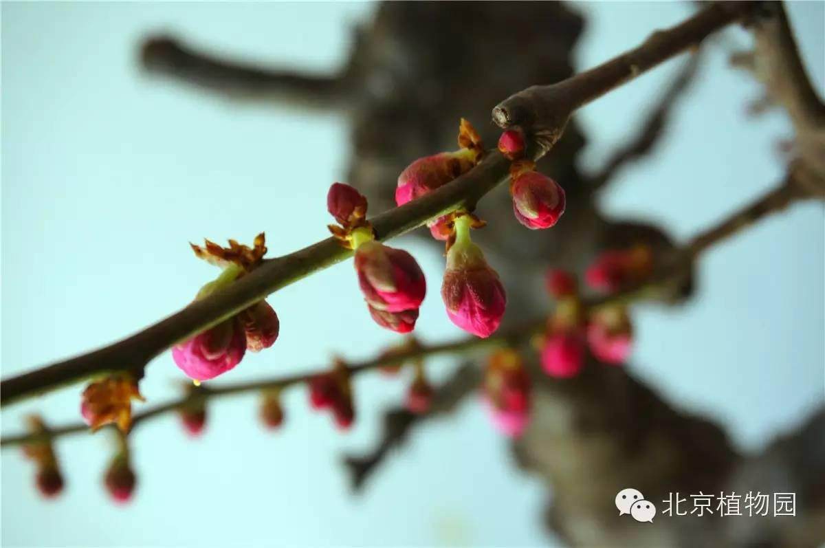 北京植物园梅花蜡梅盆景展