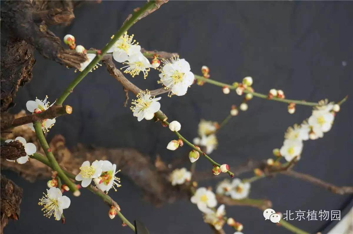北京植物园梅花蜡梅盆景展