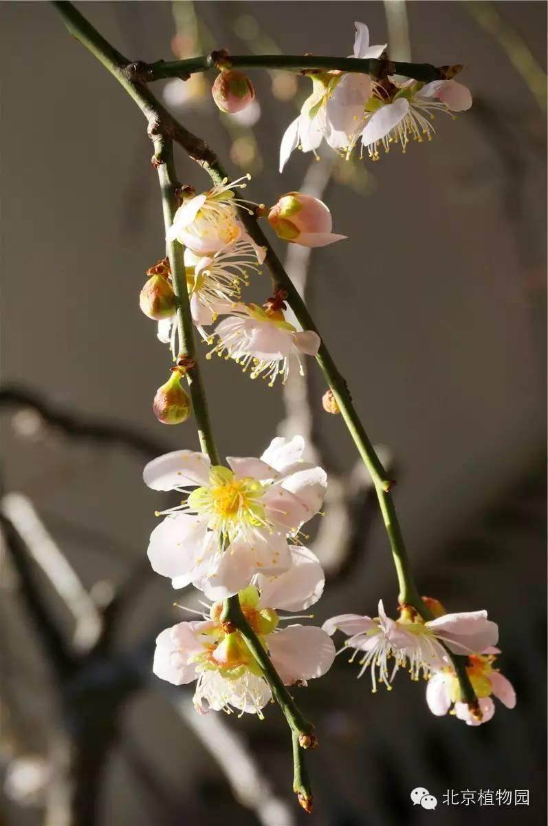 北京植物园梅花蜡梅盆景展