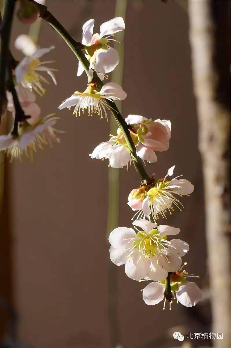 北京植物园梅花蜡梅盆景展