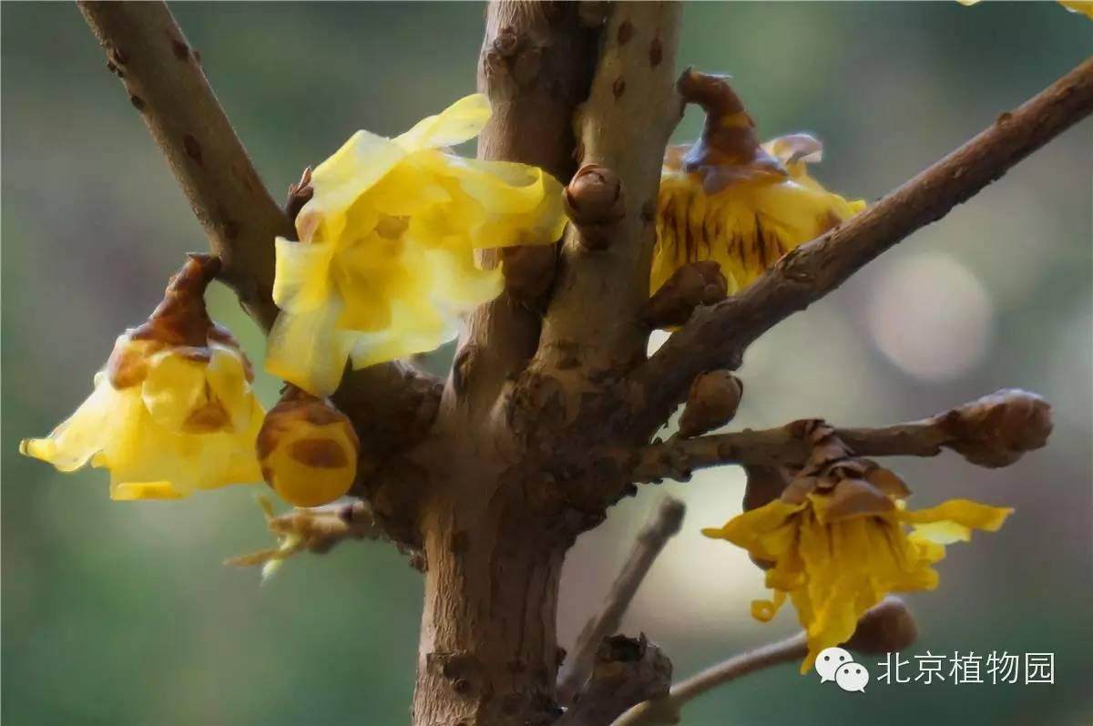 北京植物园梅花蜡梅盆景展