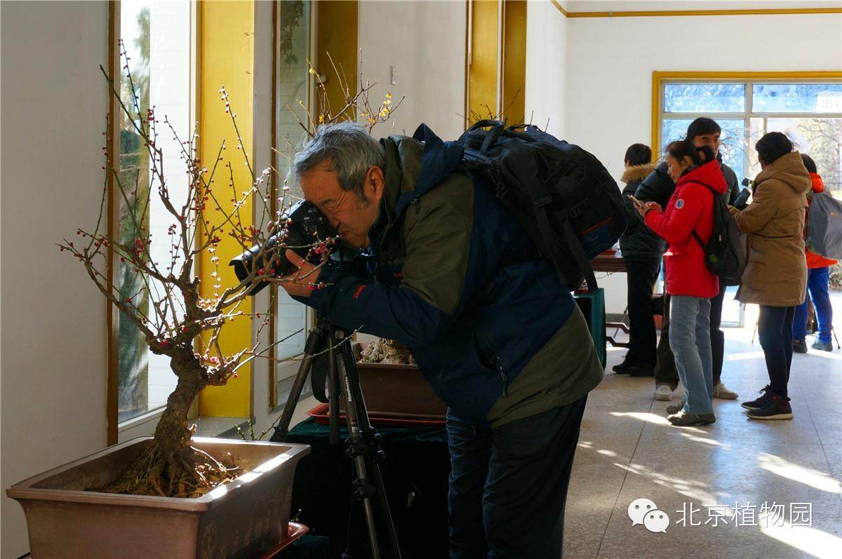 北京植物园梅花蜡梅盆景展
