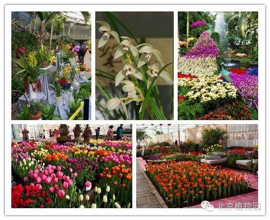 北京植物园梅花蜡梅盆景展