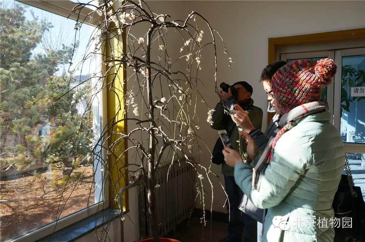 北京植物园梅花蜡梅盆景展