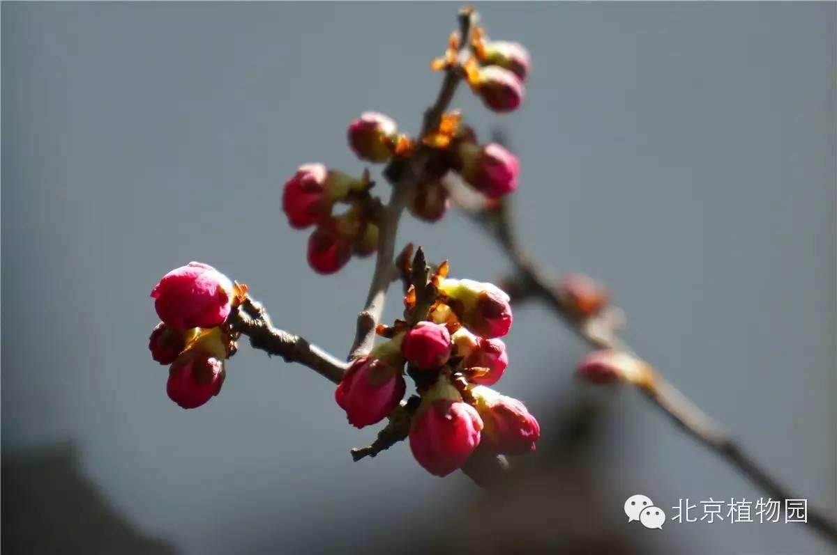 北京植物园梅花蜡梅盆景展