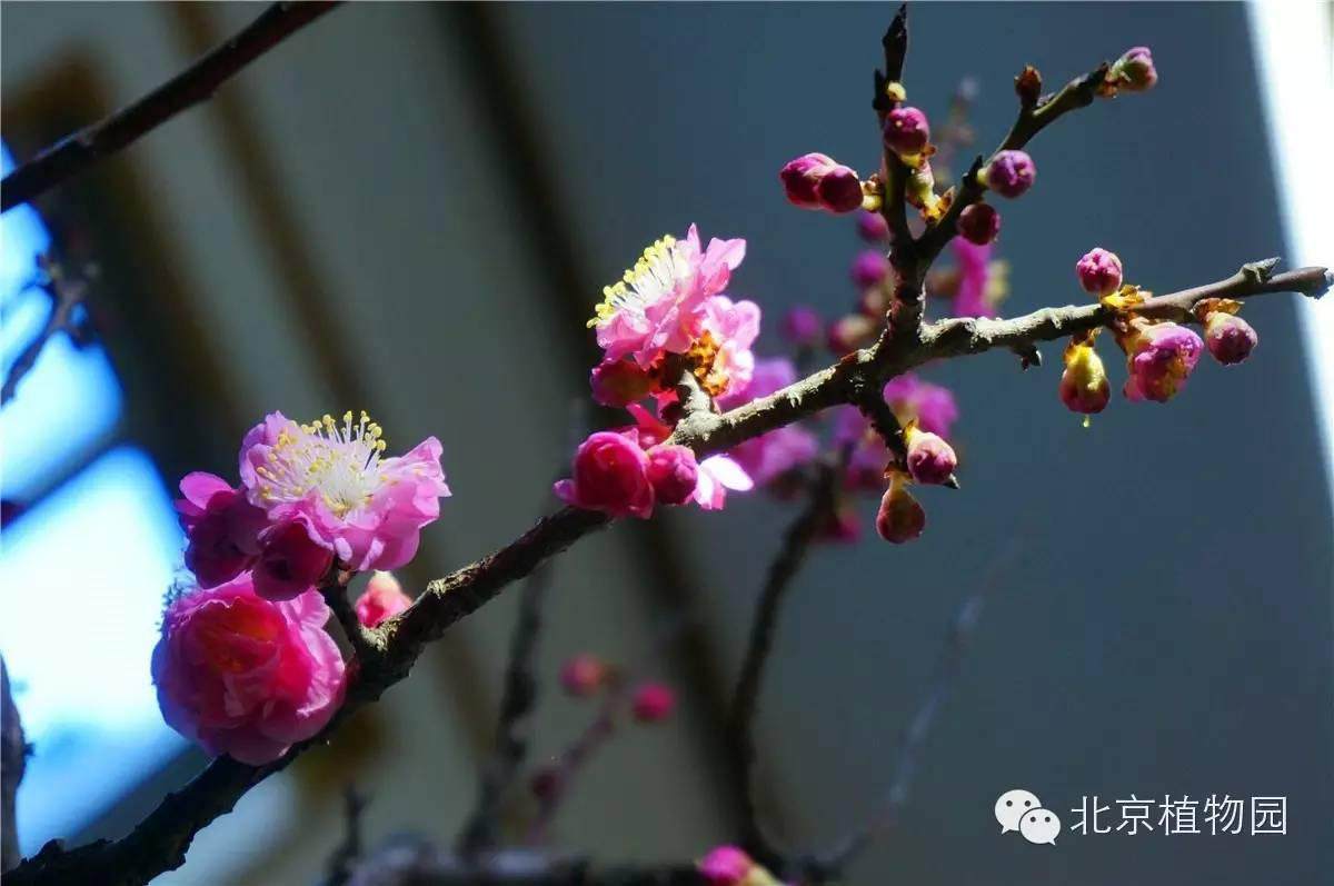 北京植物园梅花蜡梅盆景展