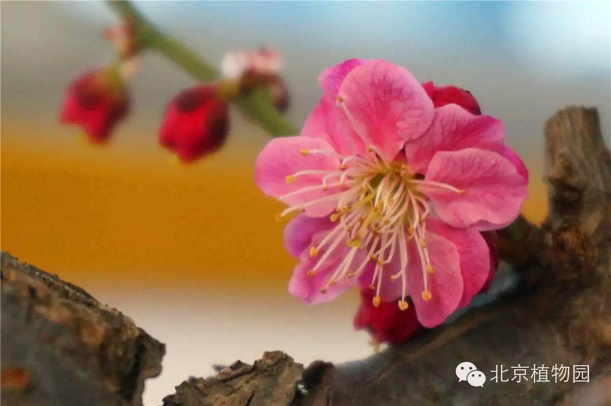 北京植物园梅花蜡梅盆景展
