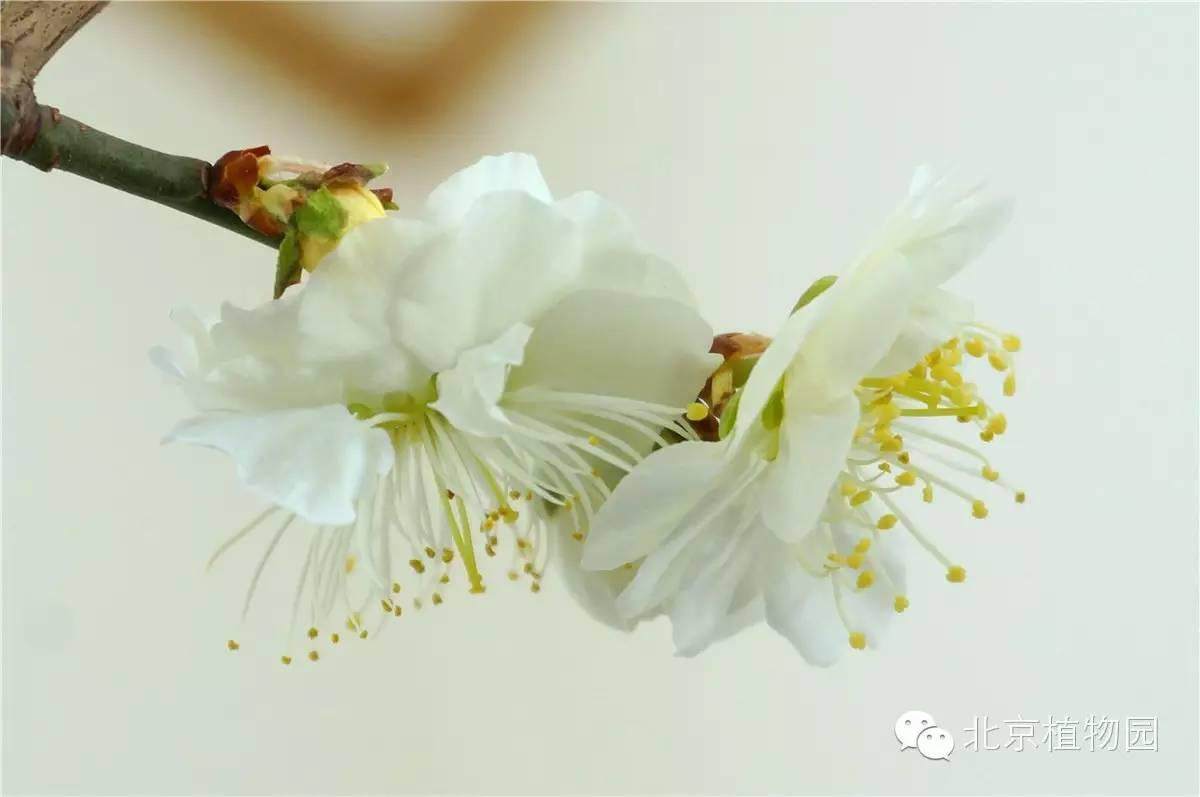 北京植物园梅花蜡梅盆景展