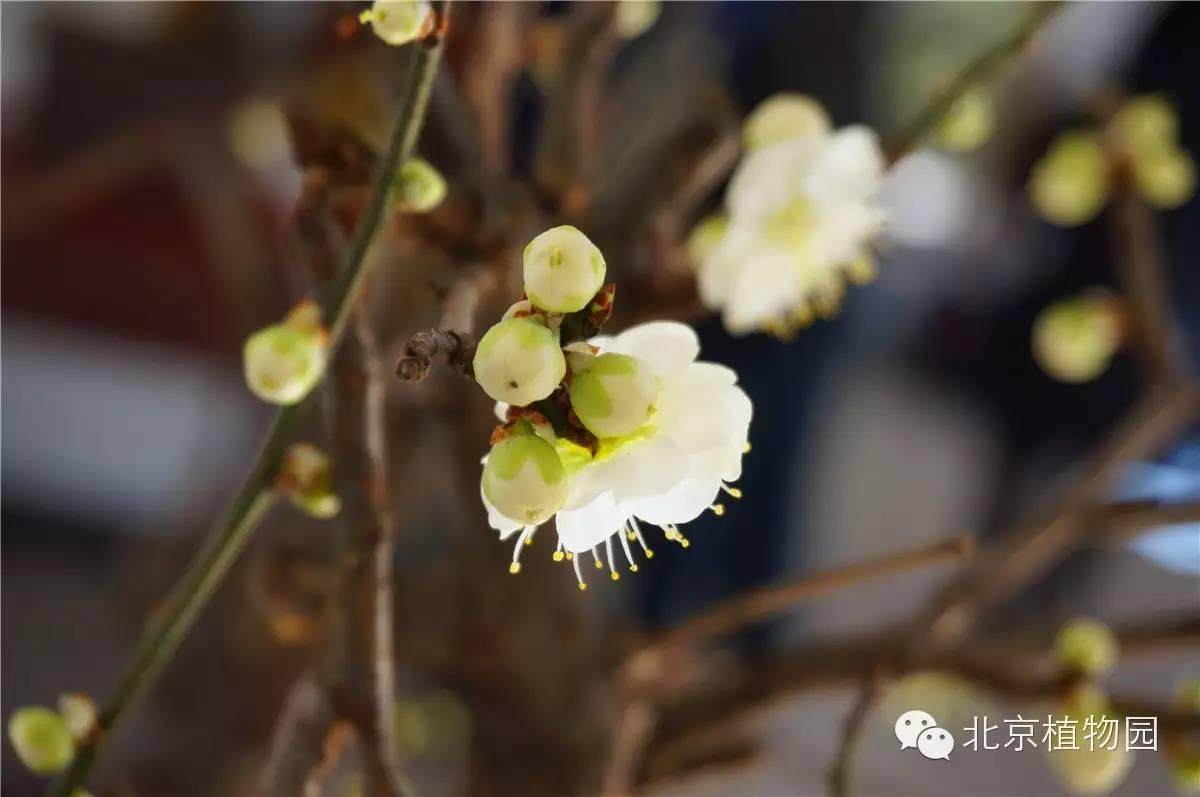 北京植物园梅花蜡梅盆景展