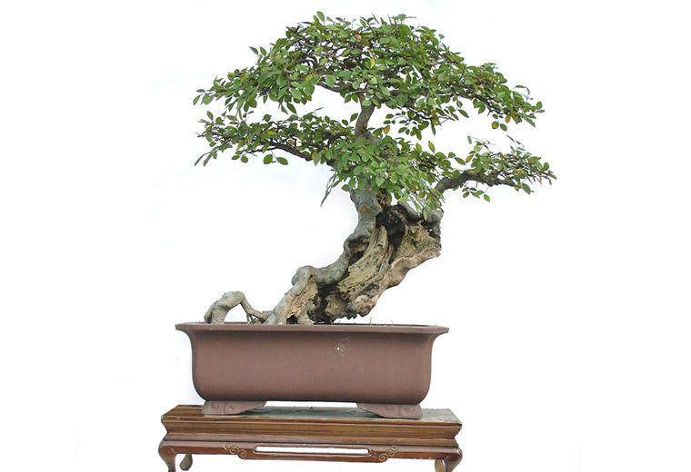 赫章县第四届观赏盆景根艺展结束