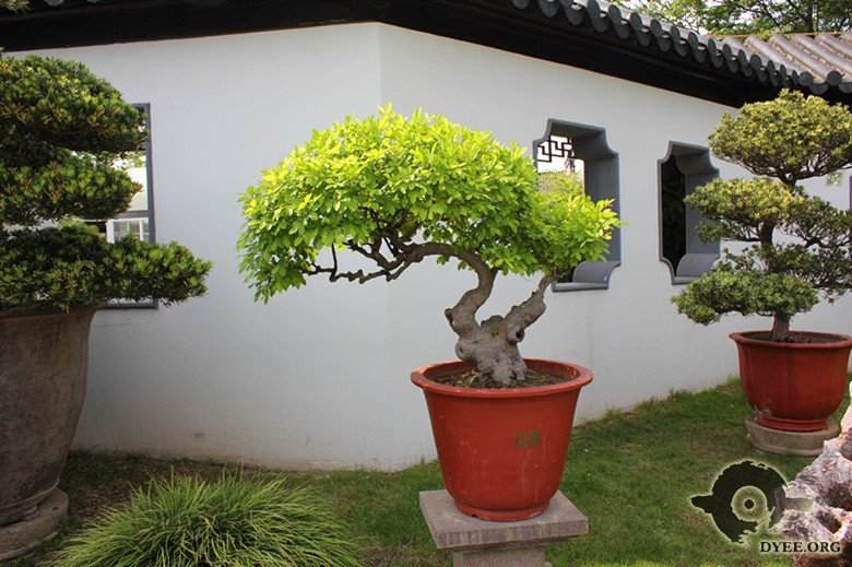 新春通派盆景展 传承中有创新