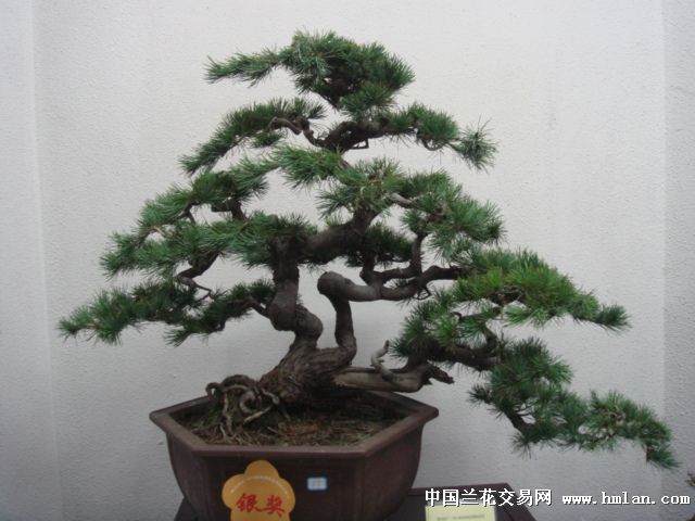 有人喜欢偷盆景？ 图片