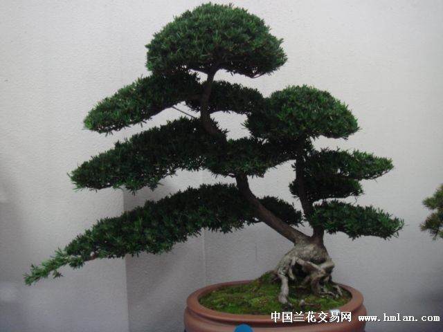 欣赏价值的盆景