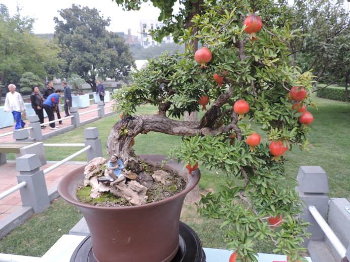 记郑州盆景协会会长张德滋先生