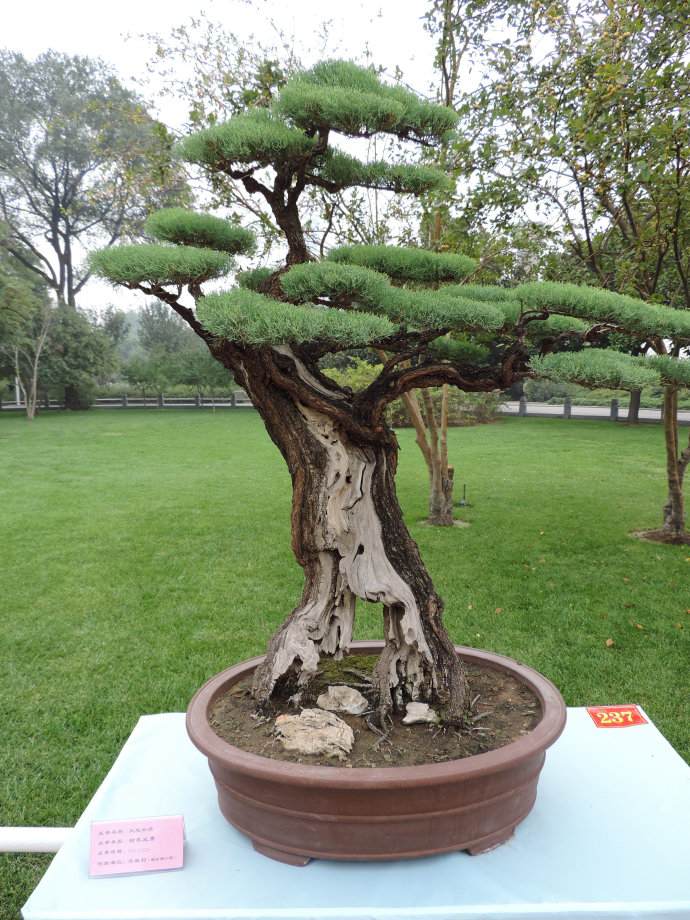 郑州有没有批发盆景的地方?