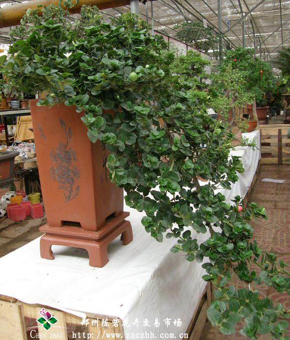 郑州人民公园金秋菊花盆景展邀你免费来参观