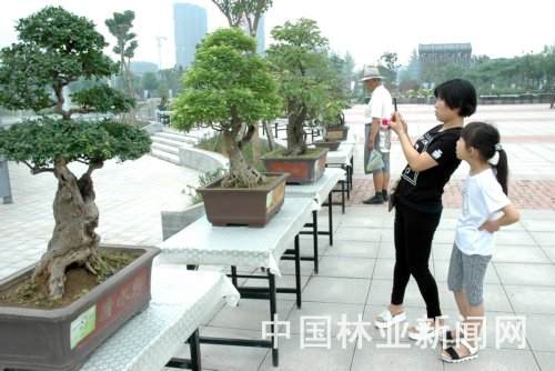 郑州市盆景协会副会长型的柽柳盆景