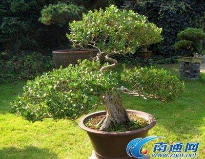 郑州的盆景爱好者有五六百人