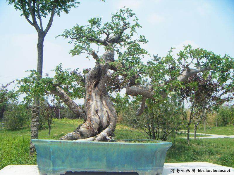 郑州秣马厉兵备战国庆盆景展