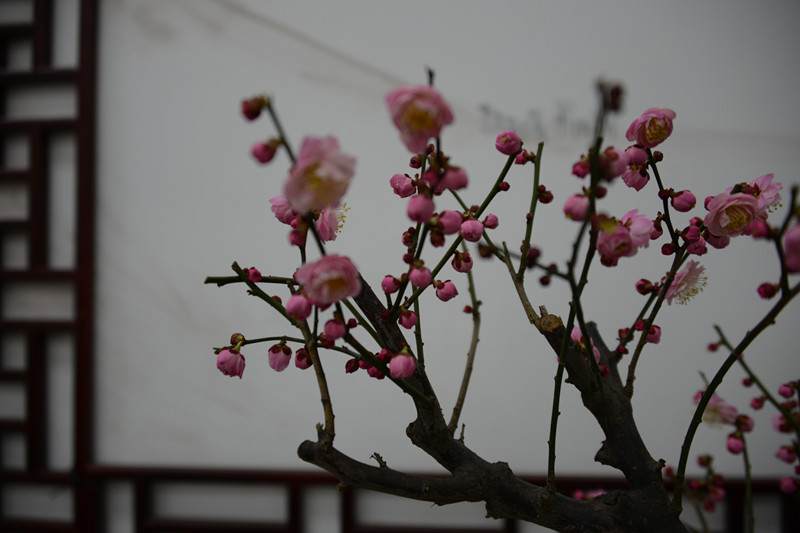 2.jpg 郑州碧沙岗公园举办腊梅盆景展