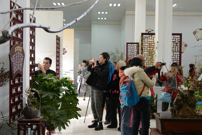 1.jpg 郑州碧沙岗公园举办腊梅盆景展
