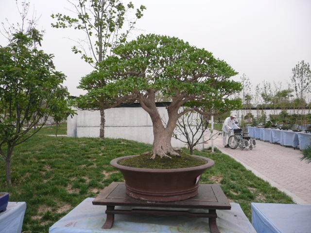 读懂大盆景不敌小盆栽的花市