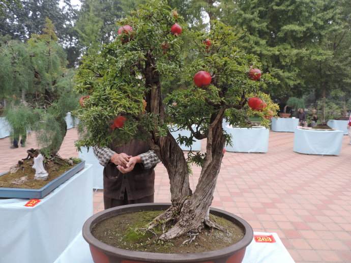 观赏盆景也应注意文明与安全