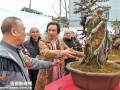 浙南闽东盆景邀请展举行