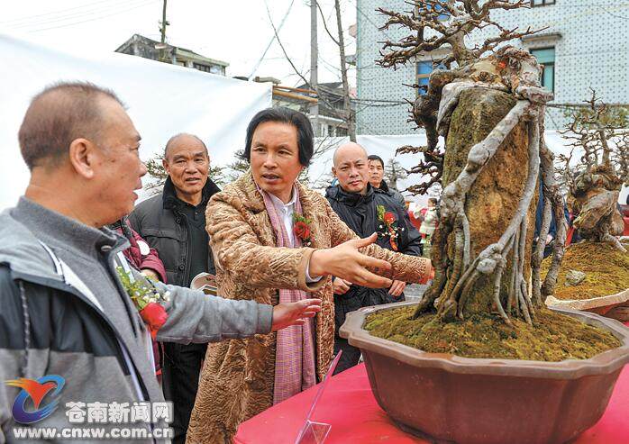 浙南闽东盆景邀请展举行