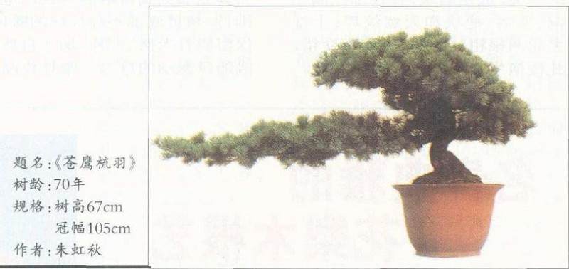 通派盆景艺术承前启后的代表人物 朱虹秋