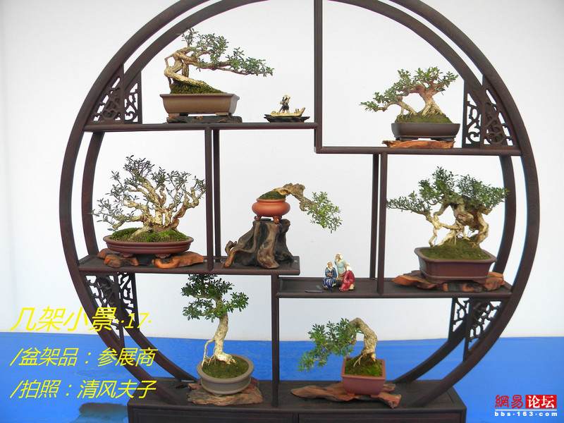 -----[原创图片]几架小景----- - 清风夫子2008 - 清风夫子qffz2008的博客