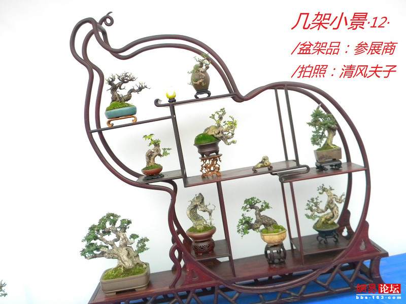 -----[原创图片]几架小景----- - 清风夫子2008 - 清风夫子qffz2008的博客