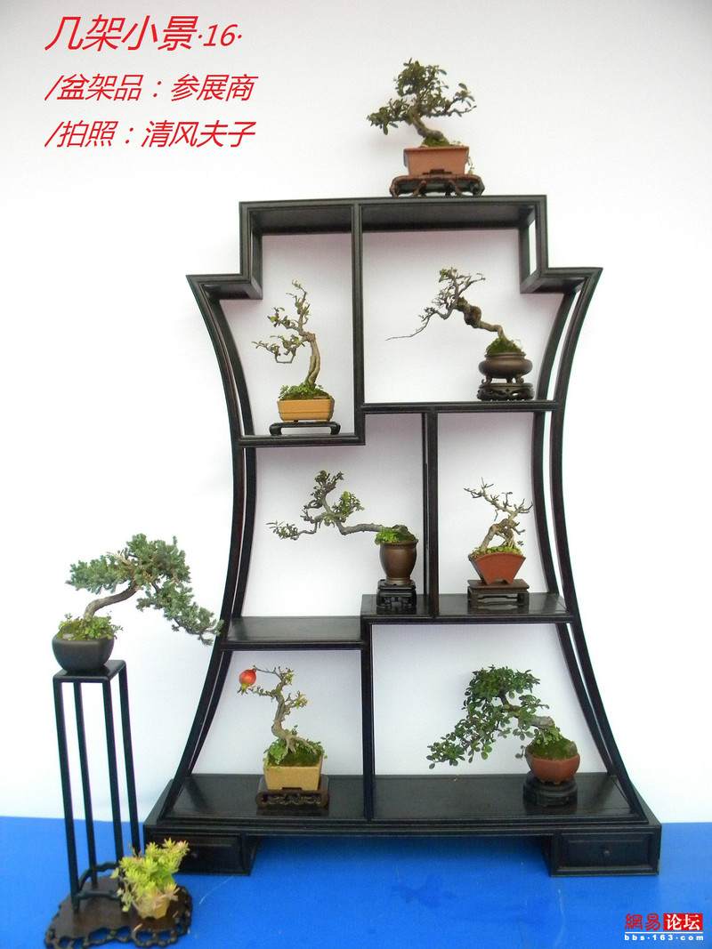 -----[原创图片]几架小景----- - 清风夫子2008 - 清风夫子qffz2008的博客