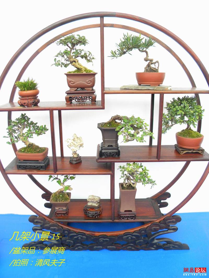 -----[原创图片]几架小景----- - 清风夫子2008 - 清风夫子qffz2008的博客