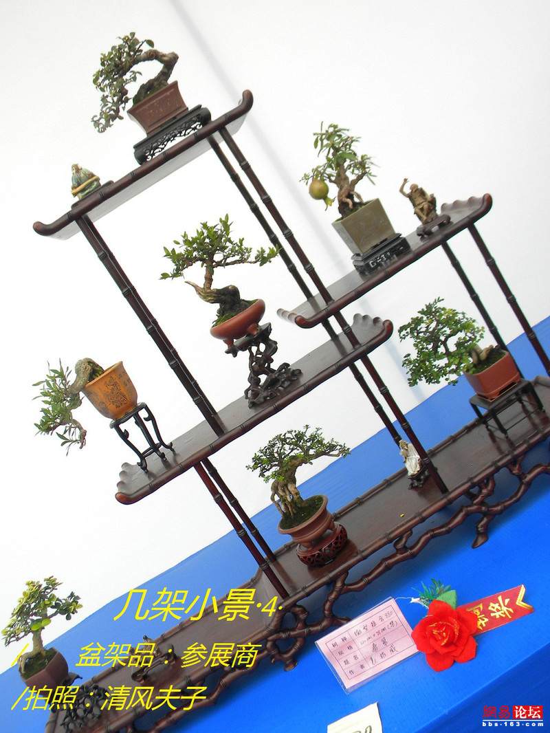 -----[原创图片]几架小景----- - 清风夫子2008 - 清风夫子qffz2008的博客