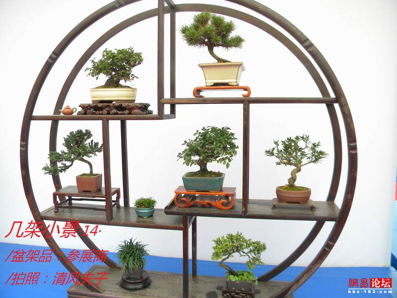 -----[原创图片]几架小景----- - 清风夫子2008 - 清风夫子qffz2008的博客