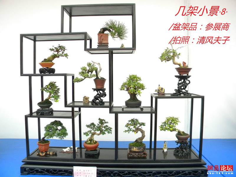 -----[原创图片]几架小景----- - 清风夫子2008 - 清风夫子qffz2008的博客