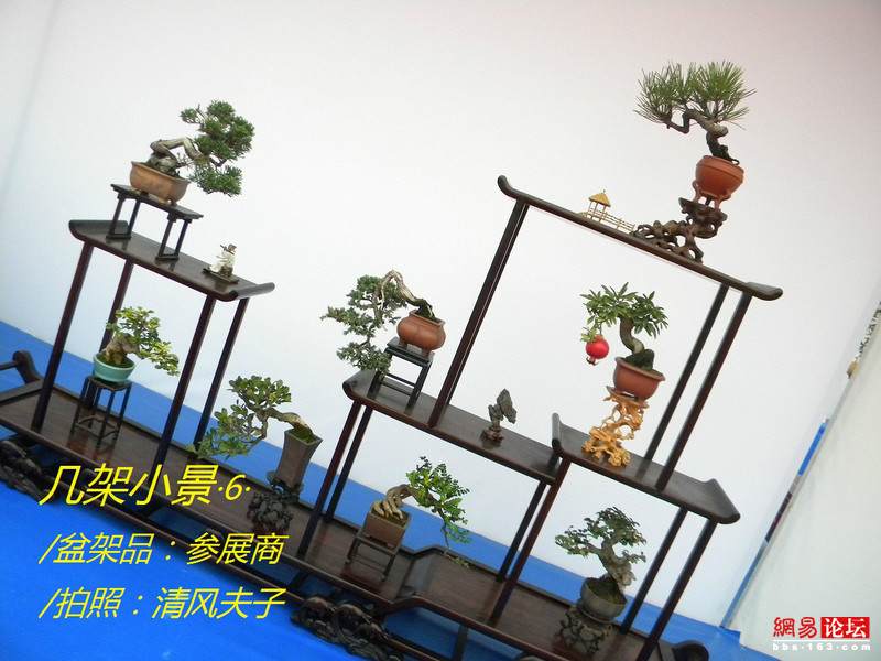 -----[原创图片]几架小景----- - 清风夫子2008 - 清风夫子qffz2008的博客