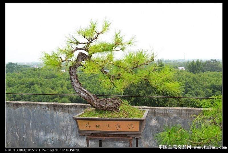 野生山松下山桩要怎么采挖的3个方法