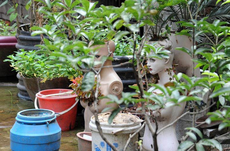 阳台惊现“人模盆景”