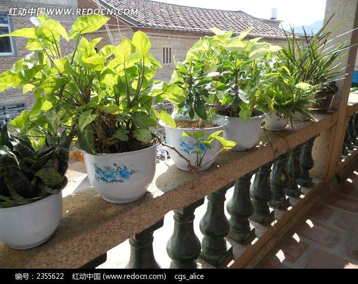 市民家阳台上栽培各类盆景200多盆