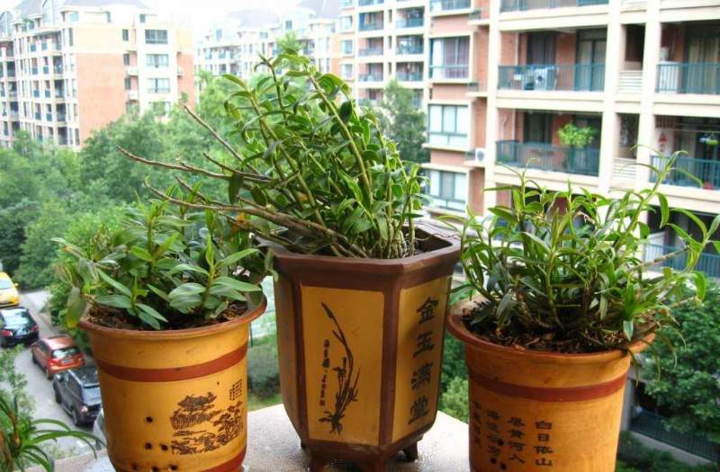 他家阳台放20个盆景 常青藤当窗帘 图片