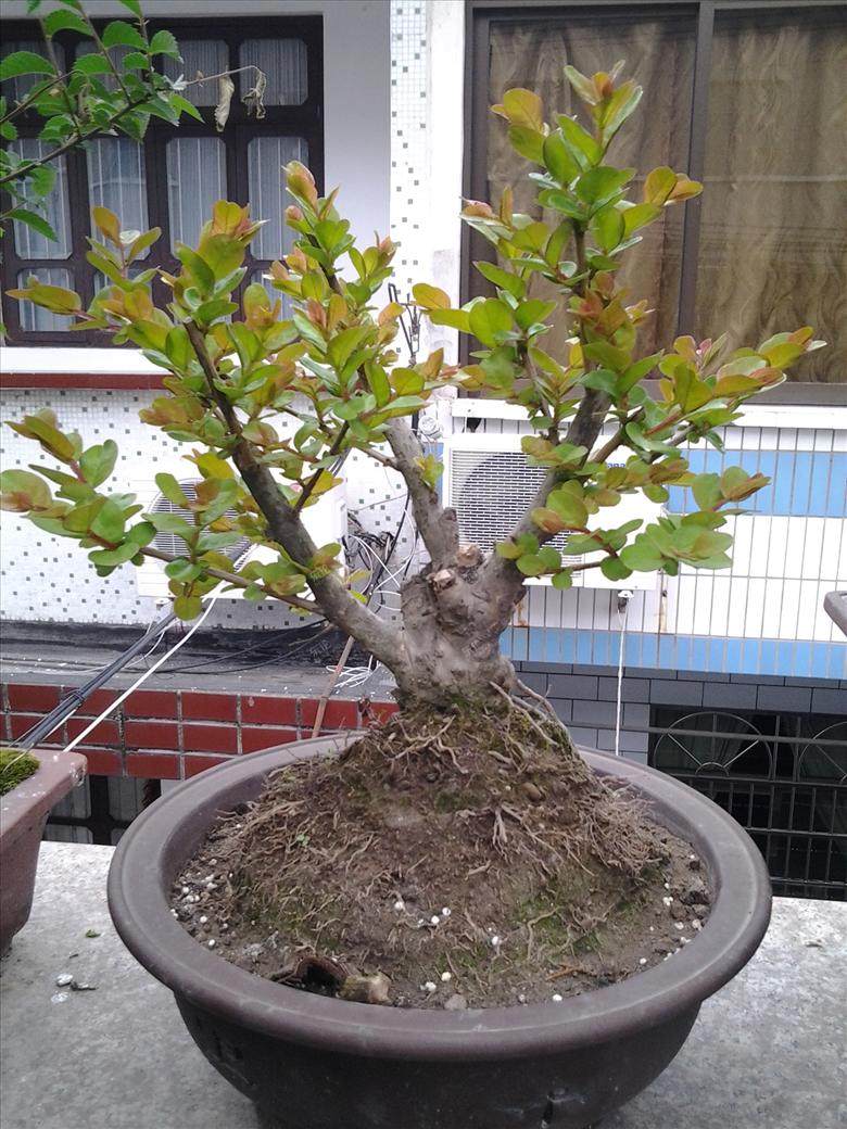 一市民家阳台栽培各类盆景200多盆